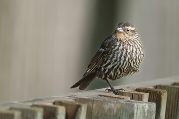 Female Red-Winged Blackbird Perched on Fence Post
