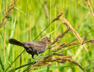 Female Red-Winged Blackbird Perched on Native Grass