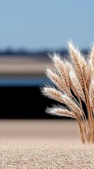 Close-Up of Barley Field Ear Heads Bending in Gentle Breeze