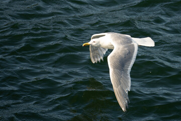Flying Glaucous-Winged Gull Over Water Detail