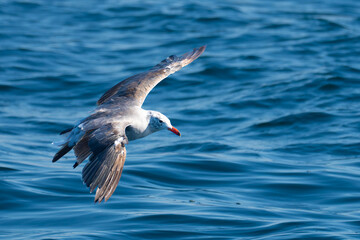 Heerman's Gull Portrait in Puget Sound