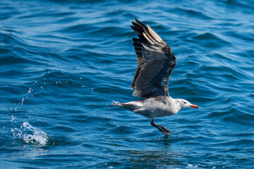 Heerman's Gull Portrait in Puget Sound