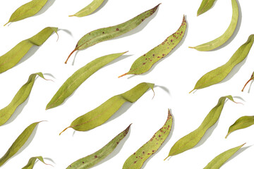 Group of dry eucalyptus leaves isolated on white background pattern