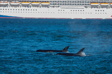 T-Pod Orcas Hunt as Cruise Ship Passes in Puget Sound