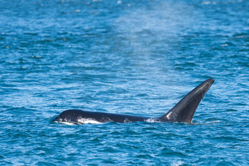 T-Pod Orcas Hunt as Cruise Ship Passes in Puget Sound