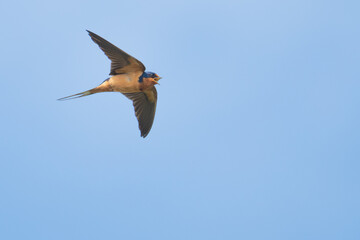 Obraz premium Barn Swallow Calls Out in Flight