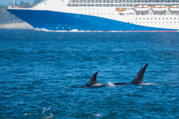 T-Pod Orcas Hunt as Cruise Ship Passes in Puget Sound