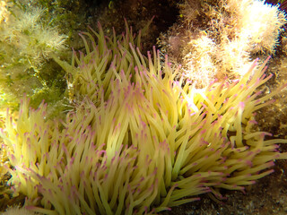 Seagrass underwater with natural sunlight in Mediterranean sea, jijel Algeria, Sea Grass underwater, seagrass Kelp grows in rocks under the sea and the diversity of life in the Mediterranean.