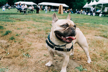 Happy Panting Pug at Community Festival