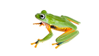 Vibrant green tree frog with striking orange accents, displayed against a plain white background.