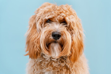 Curly brown Labradoodle or poodle dog on a blue background, portrait of a dog