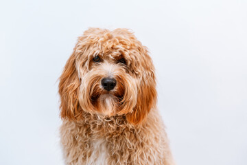 Curly brown Labradoodle or poodle dog on a white background, portrait of a dog