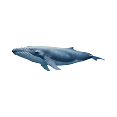 Naklejka premium Underwater Whale Transparent Background PNG