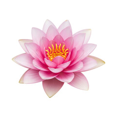 pink lotus flower transparent background