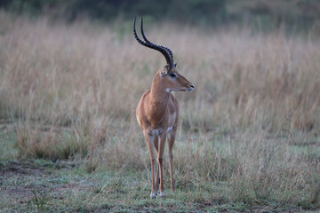 male impala