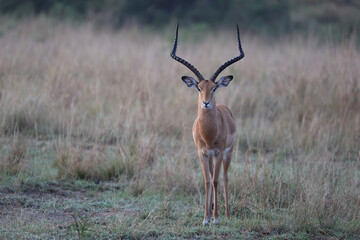 impala antelope in masai mara