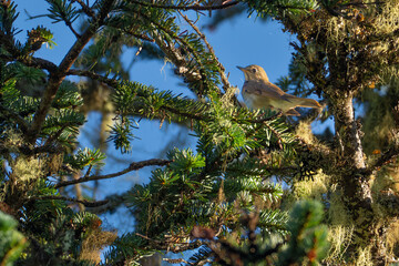 Swainson's Thrush Rests Between Songs