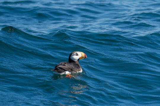 Horned Puffin Swimming in Puget Sound Portrait