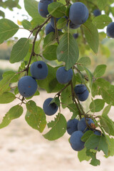The plums on a branch