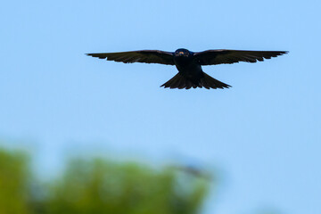 Male Purple Martin in Flight Against Clear Blue Sky — Vibrant Wildlife Bird Photography Showing Graceful Wings, Shimmering Plumage, and Natural Freedom in Detailed Avian Motion