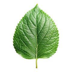 Obraz premium Close up of a vibrant green leaf with detailed veins against a stark black background in studio shot created with generated ai