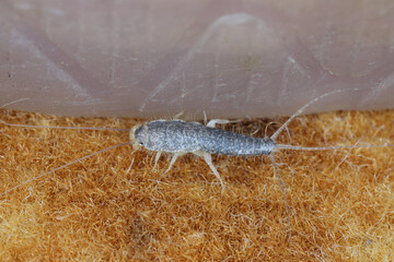 Close-up of a silverfish walking on the floor.