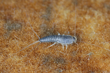 Giant Silverfish, Ctenolepisma longicaudatum or longicaudata. An insect found on the hotel floor.
