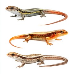 Fototapeta premium Three different lizards of varied colors showcase the beauty of reptile diversity
