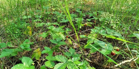 Close-up of wild strawberries with ripe red berries and green leaves amidst tall grass and dry foliage on the forest floor in Chernihiv Oblast, Ukraine.
