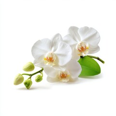 A delicate composition of pristine white orchids, displaying their elegant beauty. The orchids' petals are smooth and their centers have a soft yellow hue