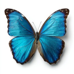 Fototapeta premium A stunning close-up of a brilliant blue butterfly with intricate wing patterns. The butterfly's wings are spread wide, showcasing the beauty of nature.