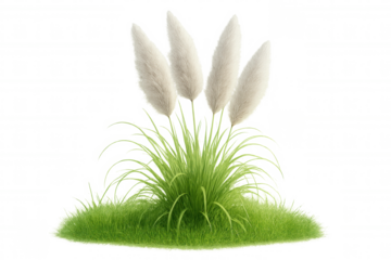 Ornamental white pampas grass growing on a tuft of green grass, isolated on a transparent background