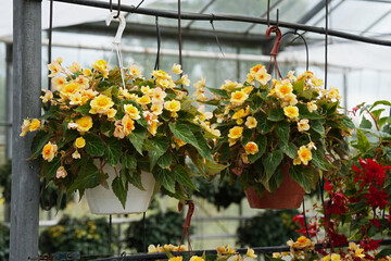 Flowering Begonia Belleconia Chardonnay hanging in flowerpots in glasshouse