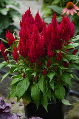 Red Celosia , also known as 
