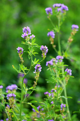 The field is blooming alfalfa