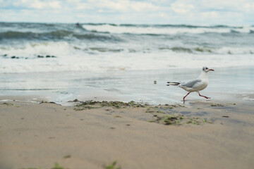A seagull strolls gracefully along the shoreline, leaving footprints in the wet sand as waves crash...
