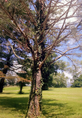 Obraz premium trees in the park