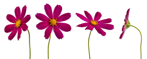 coreopsis on a white isolated background