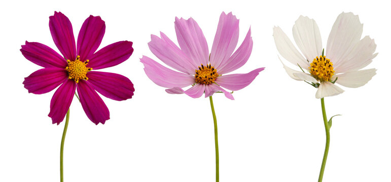coreopsis on a white isolated background