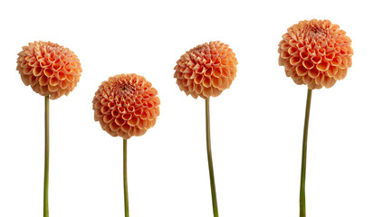 Different Dahlias White Isolated Background