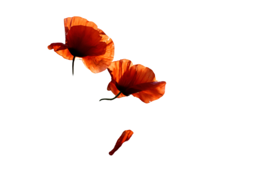 Two red poppy flowers isolated on transparent background, symbolizing remembrance and gratitude - Powered by Adobe