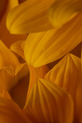 Obraz premium macro photo of sunflower flower petals