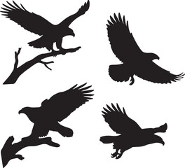Black eagles in flight and perched hawk bird
