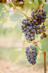 Ripe Purple Grapes on the Vine