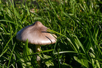 A Volvopluteus gloiocephalus, commonly known as big sheath mushroom, rose-gilled grisette, or stubble rosegill, an edible species of mushroom in the family Pluteaceae, Italy
