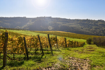 Backlight view with lens flares. Landscape of the Langhe vineyard hills, Unesco World Heritage Site, in autumn, Treiso (Cuneo), Piedmont, Italy