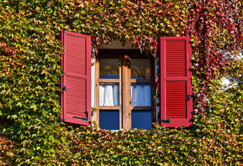 A building wall heavily covered with creeper climbing plant (Ampelopsis glandulosa) displaying a vibrant mix of green and red autumnal foliage, and a window with red shutters, Italy