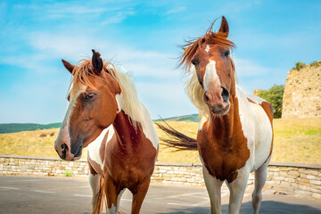 Obraz premium Funny horses look into the camera. Horses with red spots walk along the road against the backdrop of a mountain landscape.