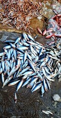 Freshly caught seafood including crabs, various fish species, and stingrays displayed for sale at...