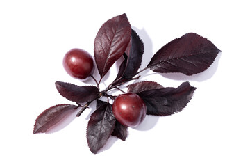 Cherry plum or myrobalan plum twig with fruit and leaves isolated on white background. Prunus cerasifera